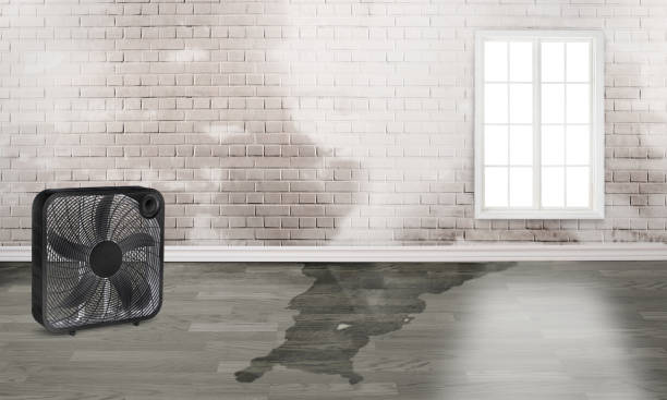 Best Local water damage restoration  in Shpee Neck, MA